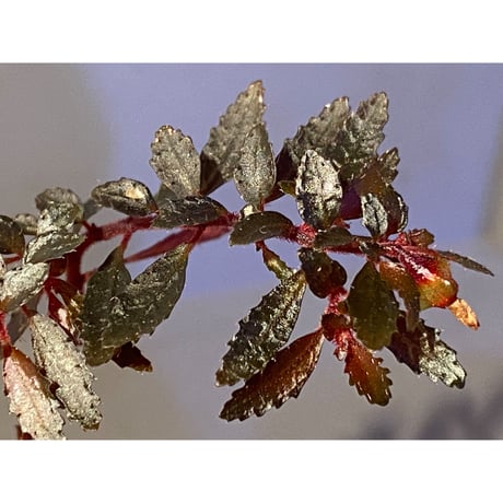 Triolena pileoides from Ecuador