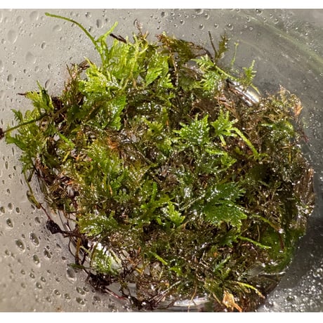 Thuidium sp. from Bogor West Java ①