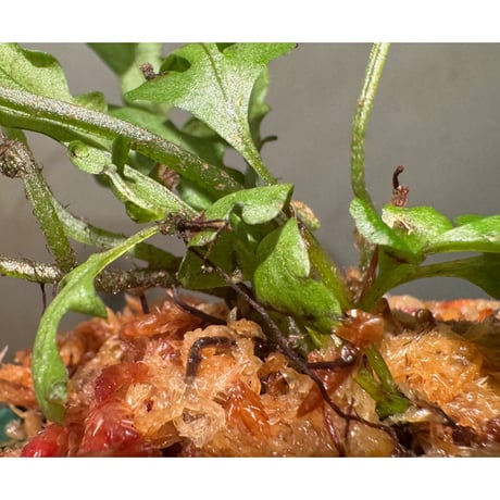 Bolbitis sinuosa from Philippines