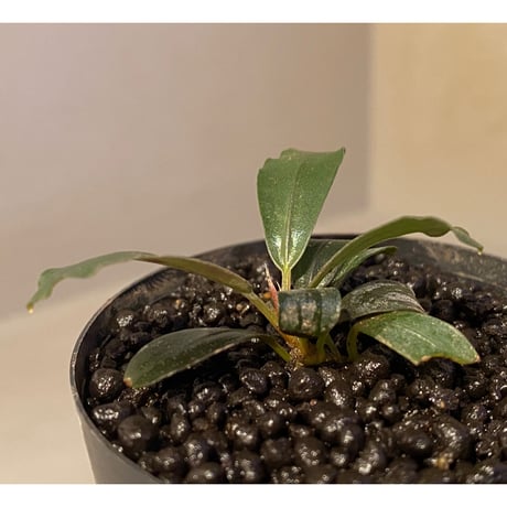 Bucephalandra sp. "Black Pearl"