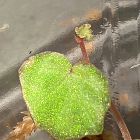 Begonia lichenora (sp.Mini) from Kalimantan Sarawak border [LA]