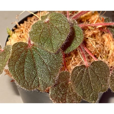 Sonerila dongnathamensis [LA]