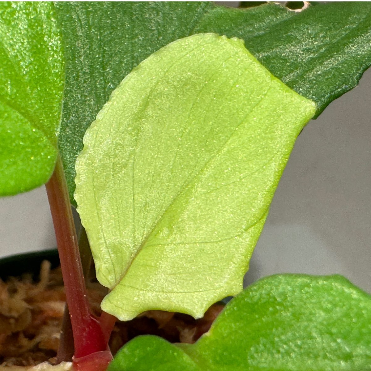 Homalomena sp. from Malalak [TK110117] | M・R・G・R