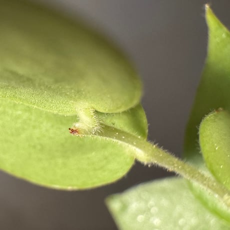 Sphyrospermum haughtii