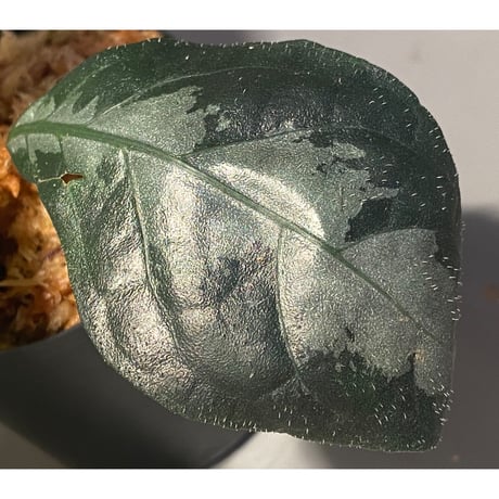 Gymnostachyum sp. from Aceh sumatera [LA1116-02]