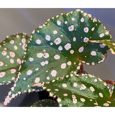 Begonia sp. from Muara Wahau [TB]
