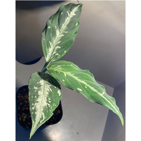 Aglaonema pictum from Sumatera A2 [TK070918]