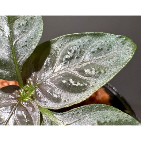 Ophiorriza sp. "鋼" from Aceh Selatan [HW0816-03]