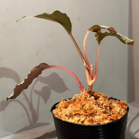 Homalomena sp. "Platinum Velvet" from Kepulauan Riau [KN] ①