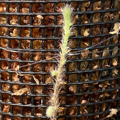 Pyrrosia nummularifolia from Santa Fe Luzon Philippines [KSB]