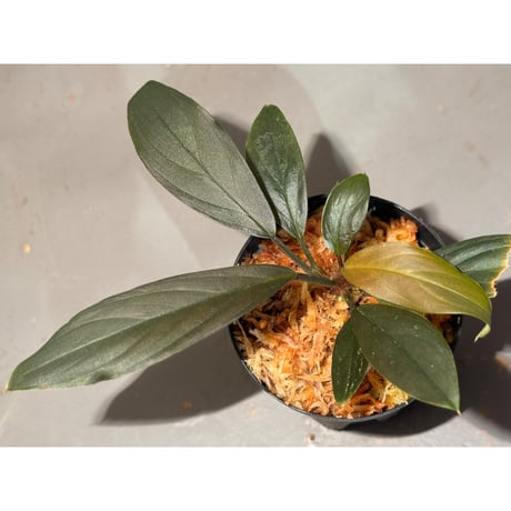 Homalomena sp. "濡烏" from Riau sumatera [LA0518-02]