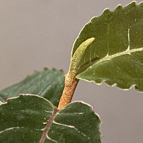Labisia sp. from Riau Sumatera