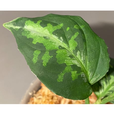 Aglaonema pictum GW1410 from Padang sidempuan [TB]