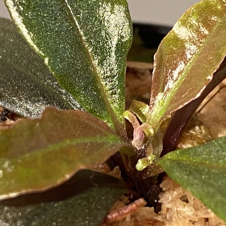 Medinilla sp. from Irian Jaya Papua