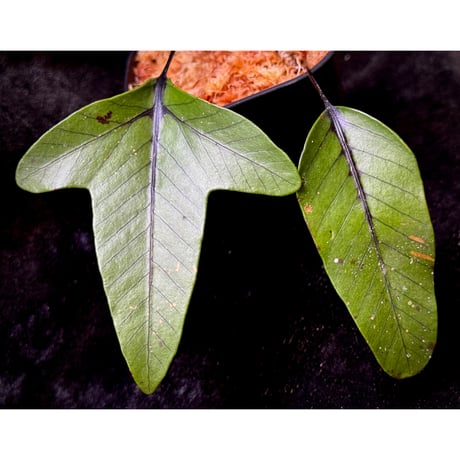 Selliguea cf. triloba from Aceh sumatera