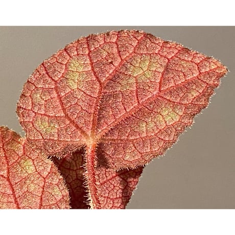 Begonia sp. from Cao Bang [YH050519] TK
