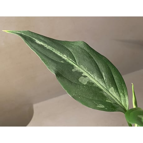 Aglaonema pictum A "しるば〜らいん" from Aceh sumatera [LA0216-03i]