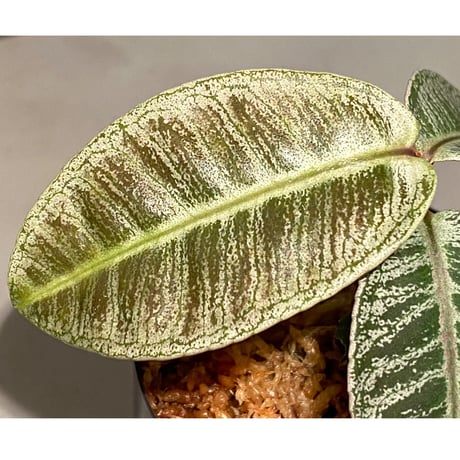 Labisia sp. from Riau