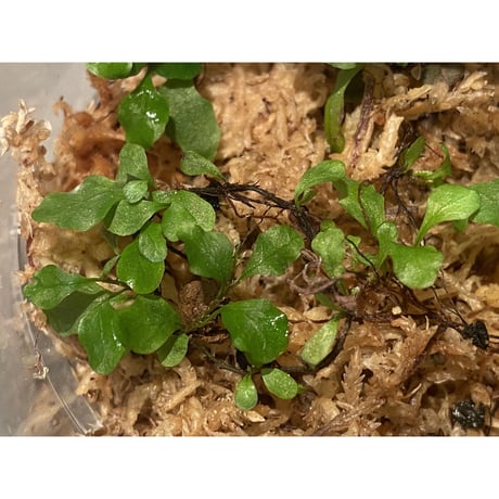 Microgramma heterophylla ②