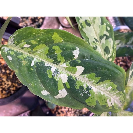 Aglaonema pictum tricolor [TK-ZP0815-38]