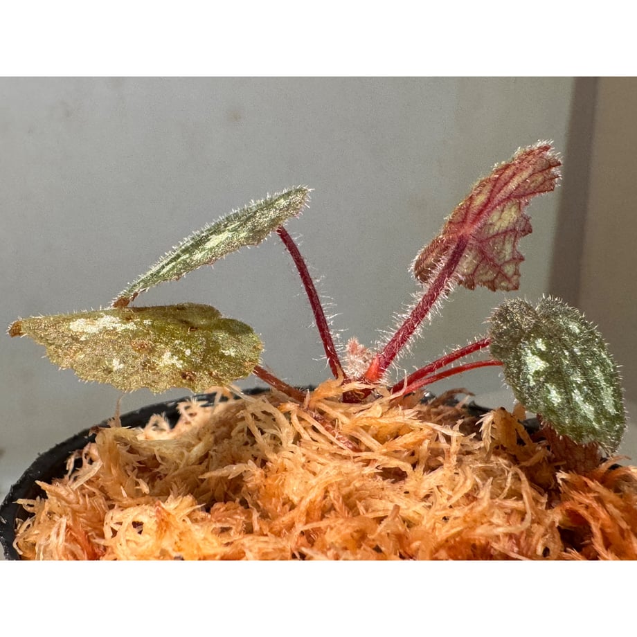 698b1e7fb62a5fd236e659ca