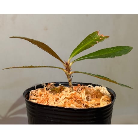 Neckia sp. from West Kalimantan (旧Sauvagesia)