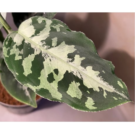 Aglaonema pictum [LA0815-z-p-24]