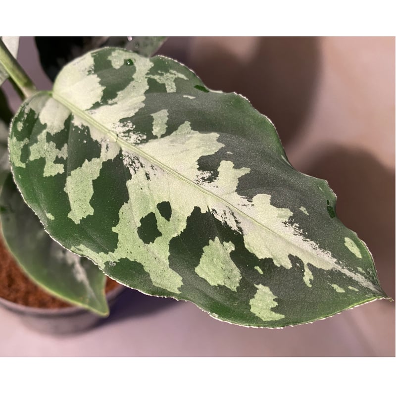 その他観葉植物 aglaonema pictum argentum Aglaonema pictum argentum Aceh, Sumatera, LA011