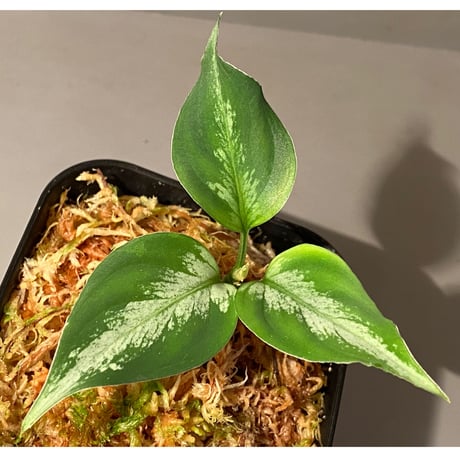 Aglaonema pictum “Purple Rain” BNN from Sibolga timur  ［AZ0516-2e］