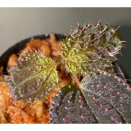 Sonerila sp. from Landak West Kalimantan