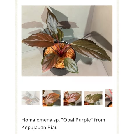 Homalomena sp. "Opal Purple" from Kepulauan Riau