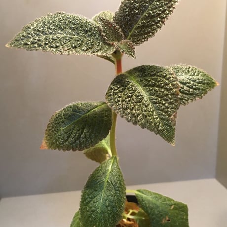 Cyrtandra sp. from Sabah [R0515-01a]
