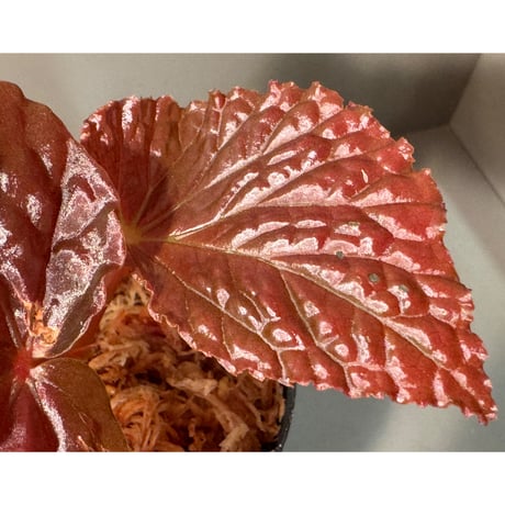 Begonia sp. from North Sumatera