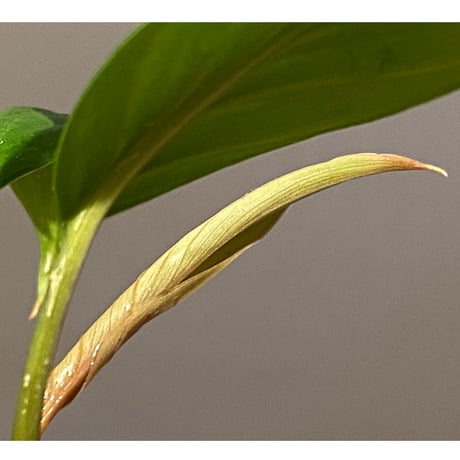 Homalomena sp. from Kuala Balah [TK270316]