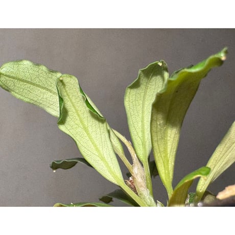 Bucephalandra sp. Kapuas-2 [AZ0311-2]