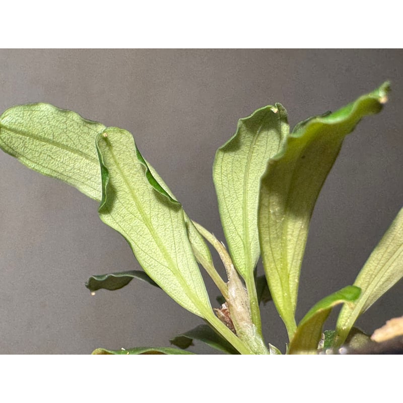 Bucephalandra sp. Kapuas-2 [AZ0311-2] | M・R・G・R