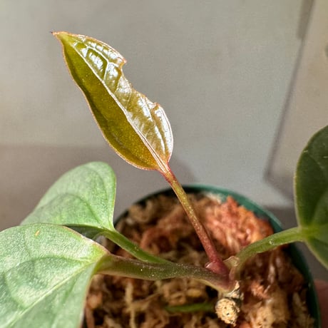 Anthurium arisaemoides
