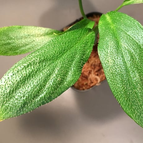 Homalomena hasei "狐尾"from Aceh Sumatera [LA]