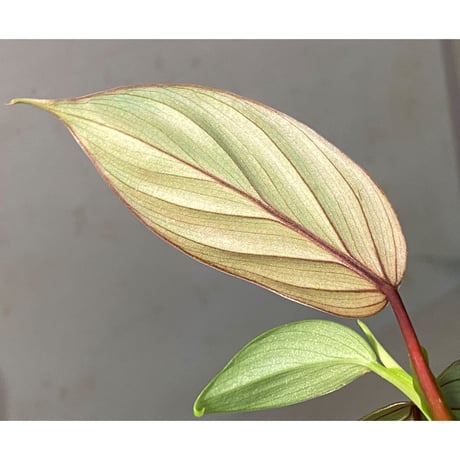 Philodendron sp. from Iquitos Peru [tanakay]