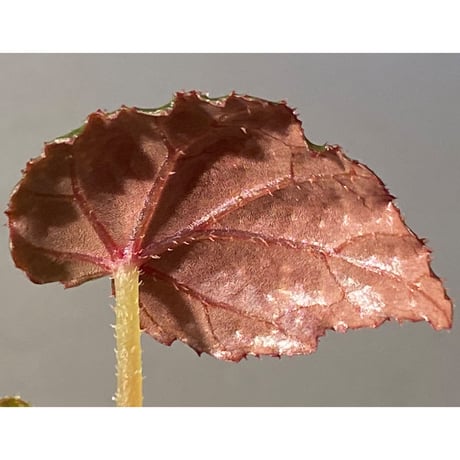 Begonia sp. from North Toraja [S0919-02] 伊藤蟻植物農園