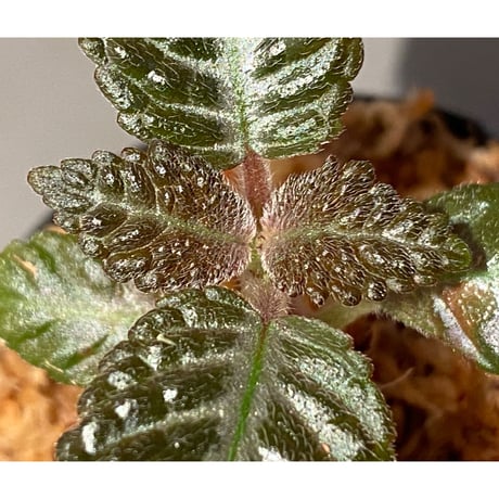 Nautilocalyx sp. 伊藤蟻植物農園
