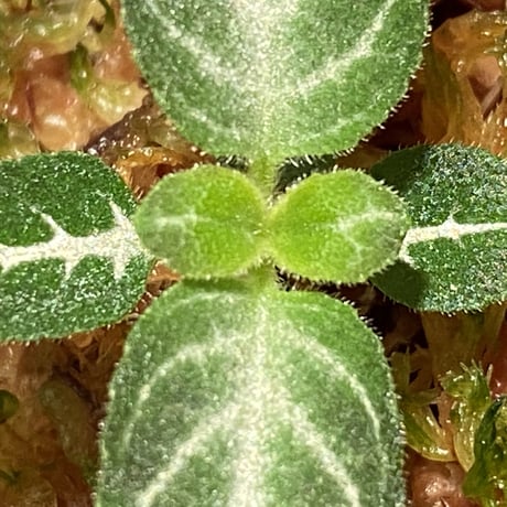 Gesneriaceae gen. from Kalimantan Barat