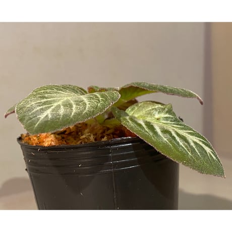 Codonoboea cf. pumilla from Riau sumatera [LA1119-02]