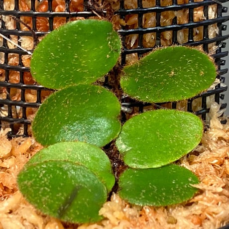 Pyrrosia nummularifolia from Santa Fe Luzon Philippines [KSB]