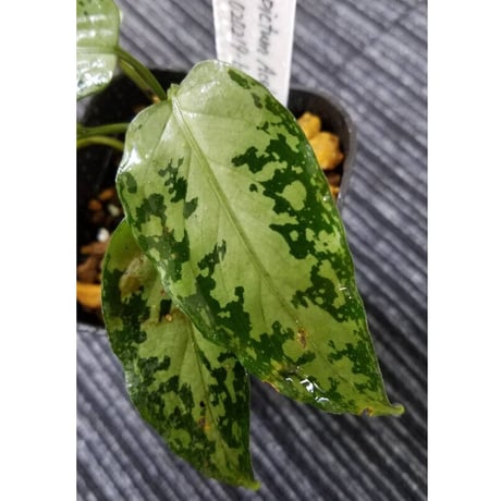 Aglaonema pictum from Aceh sumatera [T-020219-b-1]