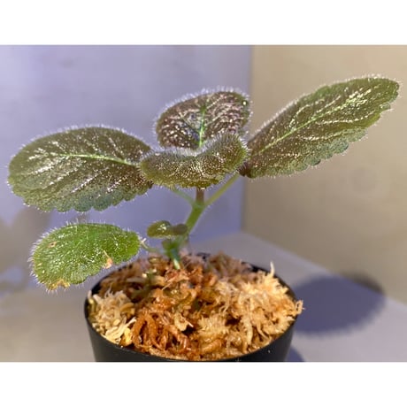 Gesneriaceae, Episcia lilacina from Colombia 2016 [tanakay]
