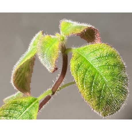 Cyrtandra sp. "Sabah-6" [R0515-03a]
