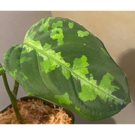 Aglaonema pictum tricolor DFS from Sumatera Barat [AZ0912-1]