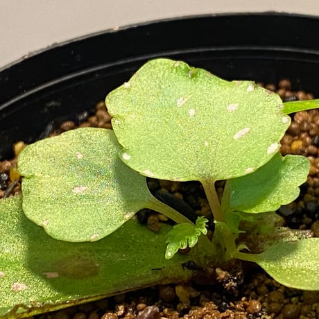 Begonia sp. from Sibu Sarawak