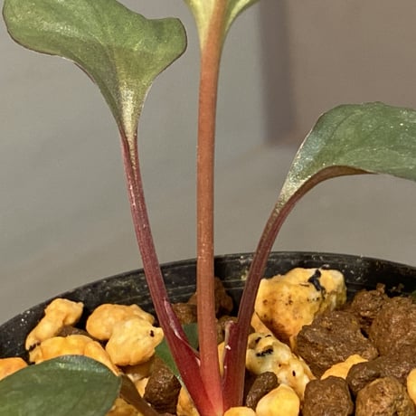 Homalomena 'Rec1-29' K0718-f1 [KZT]
